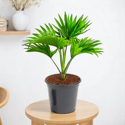 Buy Table Palm, Umbrella Palm & Chineseman Palm in Pakistan | Decorative Indoor & Outdoor Palm Plants