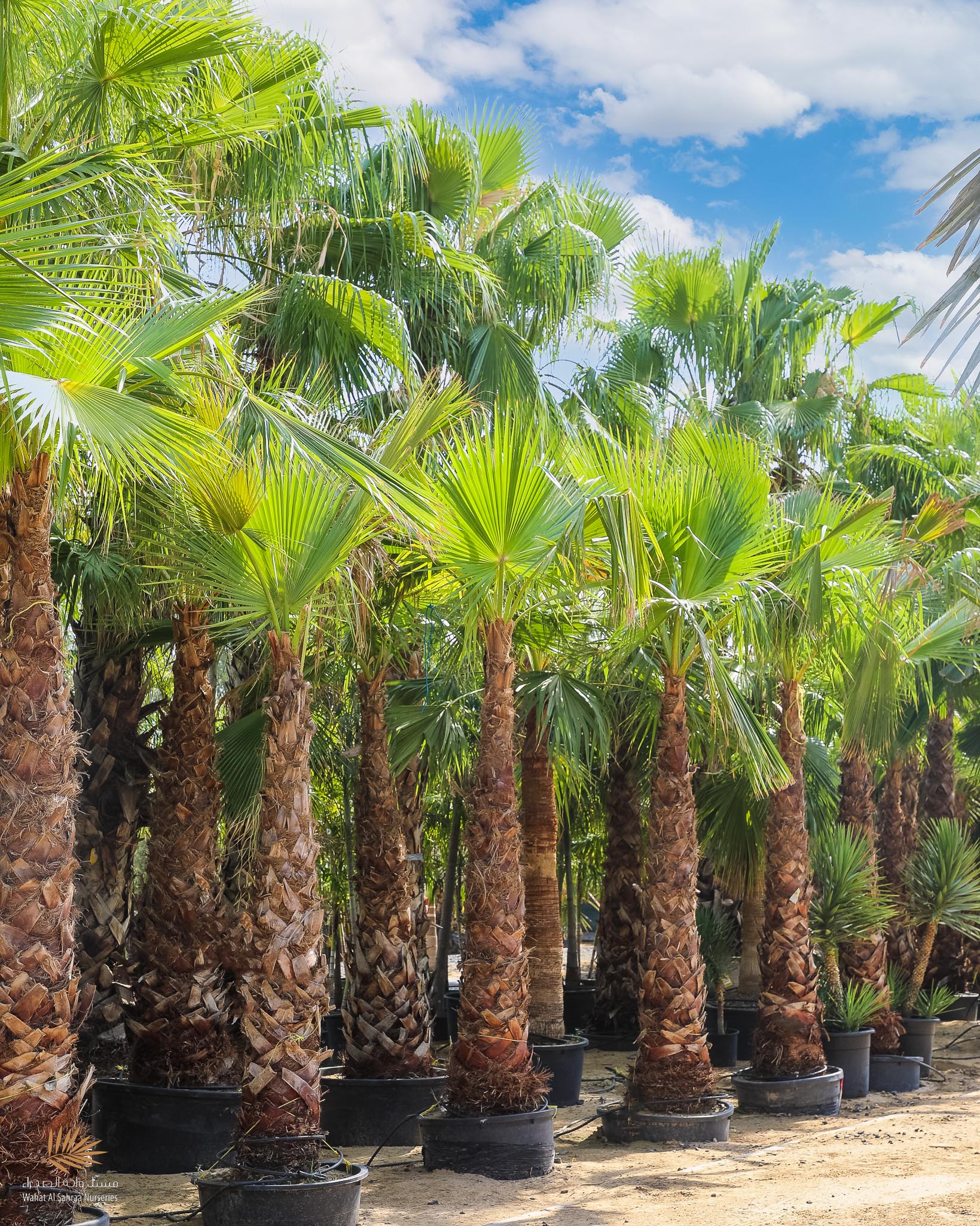 Buy Fan Palm (Washingtonia Palm / Wall Palm) in Pakistan | Tall Ornamental Tree for Gardens & Entrances